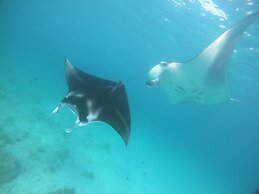 South Ari Dive Center