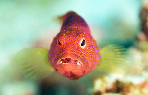 South Ari Dive Center