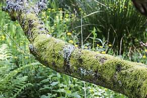 Waunwthan: B&B Suites