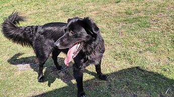 Glamping With Llamas