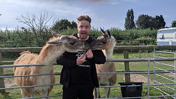 Glamping With Llamas