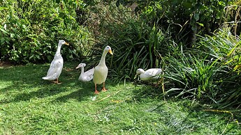 Glamping With Llamas