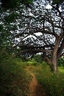 Sigiriya Lahiru Homestay