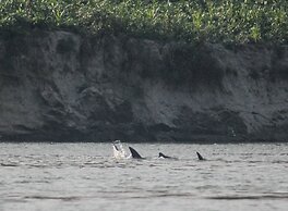 Living Irrawaddy Dolphin Project