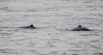 Living Irrawaddy Dolphin Project