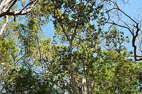 TreeTops