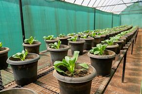 Mangaal Farmstay Goa