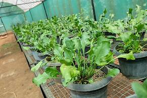 Mangaal Farmstay Goa