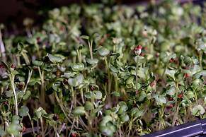 Mangaal Farmstay Goa