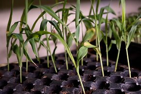 Mangaal Farmstay Goa