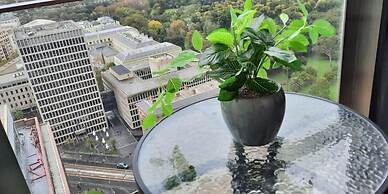 Executive Stay on Little Collins