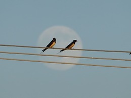 Agriturismo Le Stringaie