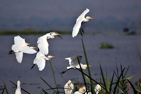 Victoria Lake View Guest House & Safaris
