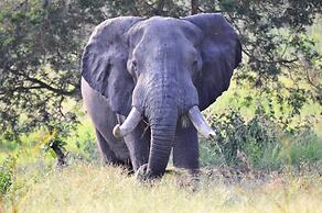 Victoria Lake View Guest House & Safaris