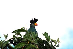 Victoria Lake View Guest House & Safaris