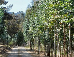 Cabaña Encanto Rapel