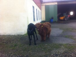 Bremsmaj Farm Holiday