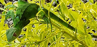 Boca Chica Bay Eco Lodge