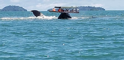 Boca Chica Bay Eco Lodge