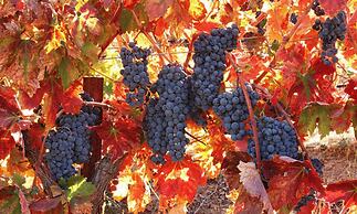 Sirena Vineyard Resort