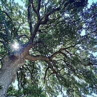 Masseria Fracchicchi