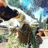 Masseria Fracchicchi