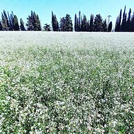 Masseria Fracchicchi