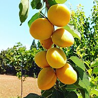 Masseria Fracchicchi