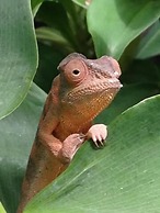 La Kaz Nana Sakifo - Adults Only