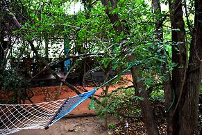 Hungry Lion Sigiriya
