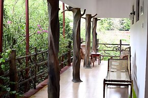 Hungry Lion Sigiriya
