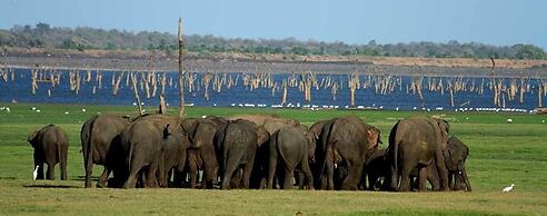 Hungry Lion Sigiriya