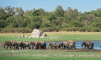 Hungry Lion Sigiriya