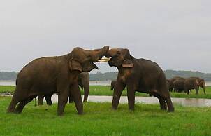Hungry Lion Sigiriya