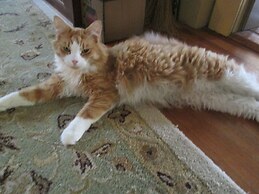 Buck's Homestead B&B