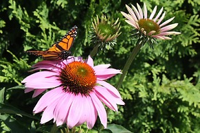 Garden Inn Bed & Breakfast at Bee Rock