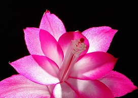 Garden Inn Bed & Breakfast at Bee Rock