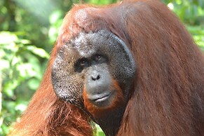 Houseboat Bee Kelotok