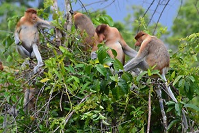 Houseboat Bee Kelotok