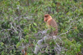 Houseboat Bee Kelotok