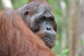 Houseboat Bee Kelotok