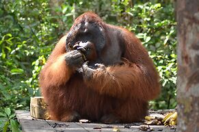 Houseboat Bee Kelotok