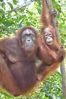 Houseboat Bee Kelotok