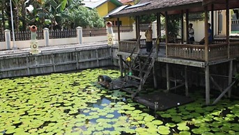 Houseboat Bee Kelotok