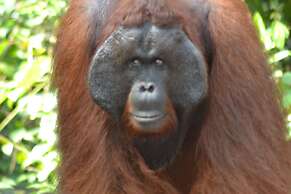 Houseboat Bee Kelotok