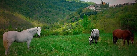 Agriturismo Colli di Travale