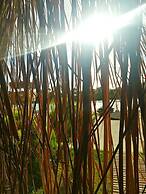 Green Pine Beach & Bungalows