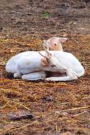 Il Daino Bianco Country Hotel