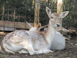 Il Daino Bianco Country Hotel