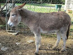 Il Daino Bianco Country Hotel